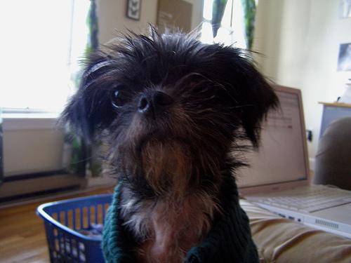 Affenpinscher with shaggy dark coat and expressive face