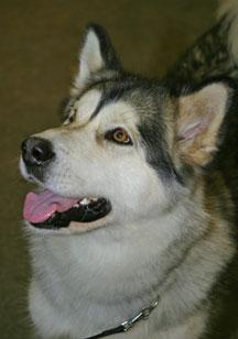 Alaskan Malamute