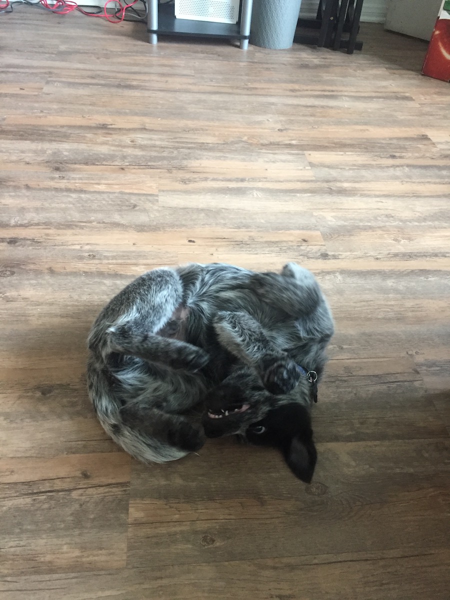 Australian Cattle Dog