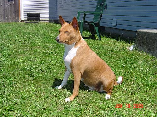 Basenji with wrinkled forehead and curled tail in an alert stance