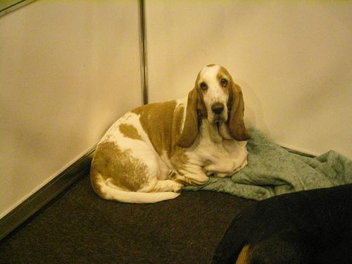 Basset Hound with droopy ears on a trail