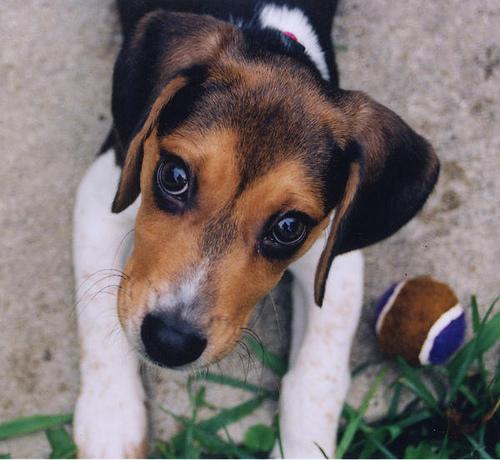 Beagle sniffing in a field with tail up