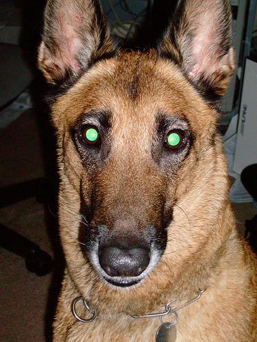 Belgian Malinois