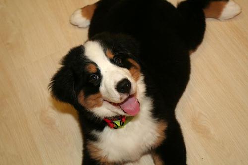 Bernese Mountain Dog