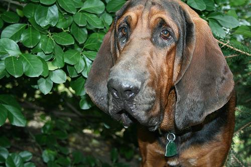 Bloodhound