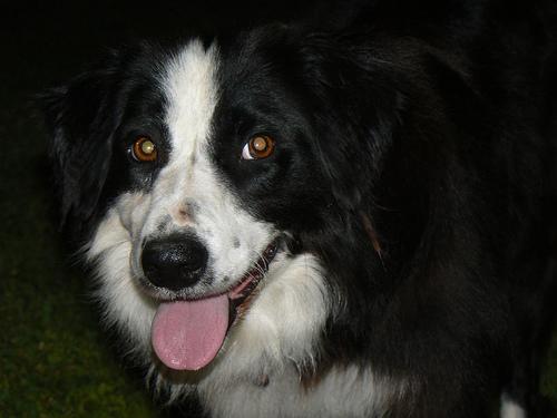 Border Collie herding in a green pasture