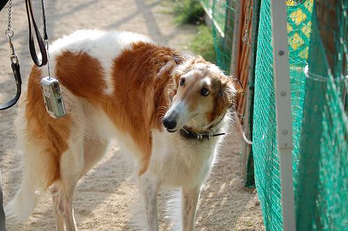 Borzoi