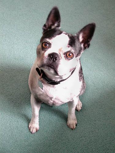 Boston Terrier