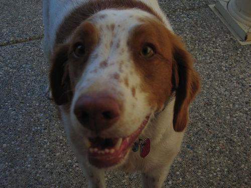 Brittany Spaniel pointing in a field