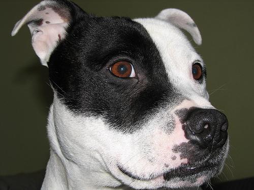 White Bull Terrier with distinctive egg-shaped head outdoors