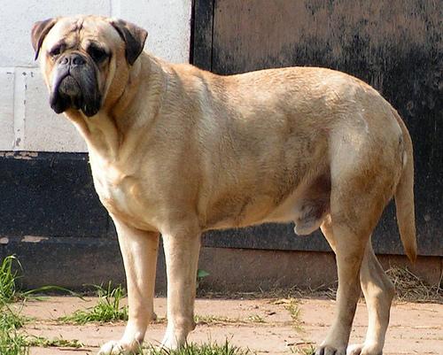 Bullmastiff