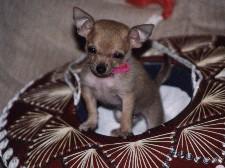 Chihuahua standing alert on a blanket