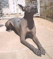 Chinese Crested dog with distinctive hairless body and tufted head