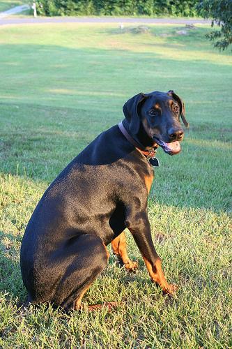 Doberman Pinscher
