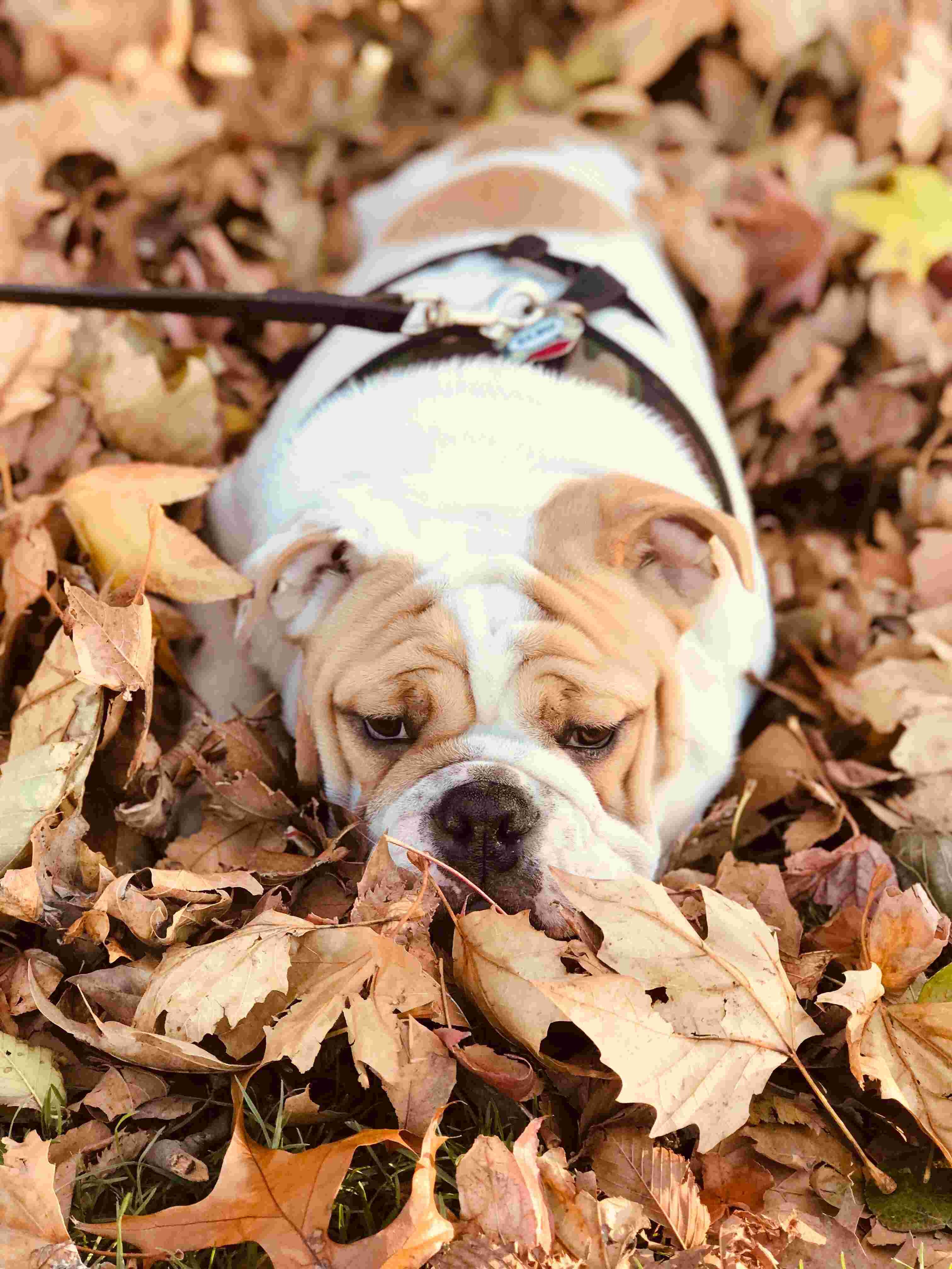English Bulldog sitting with a wrinkled face