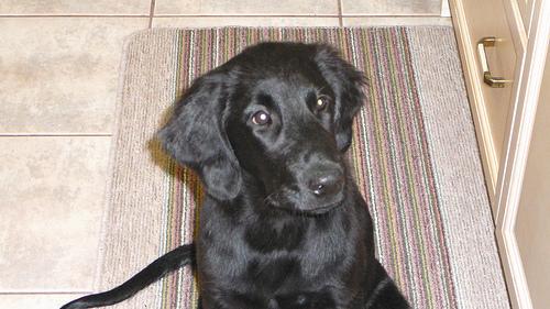 Flat-Coated Retriever