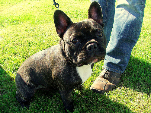 French Bulldog sitting with a tilted head