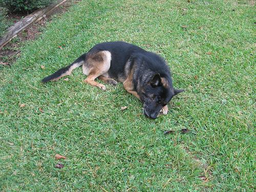 German Shepherd standing alert in a field