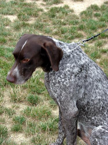 German Shorthaired Pointer