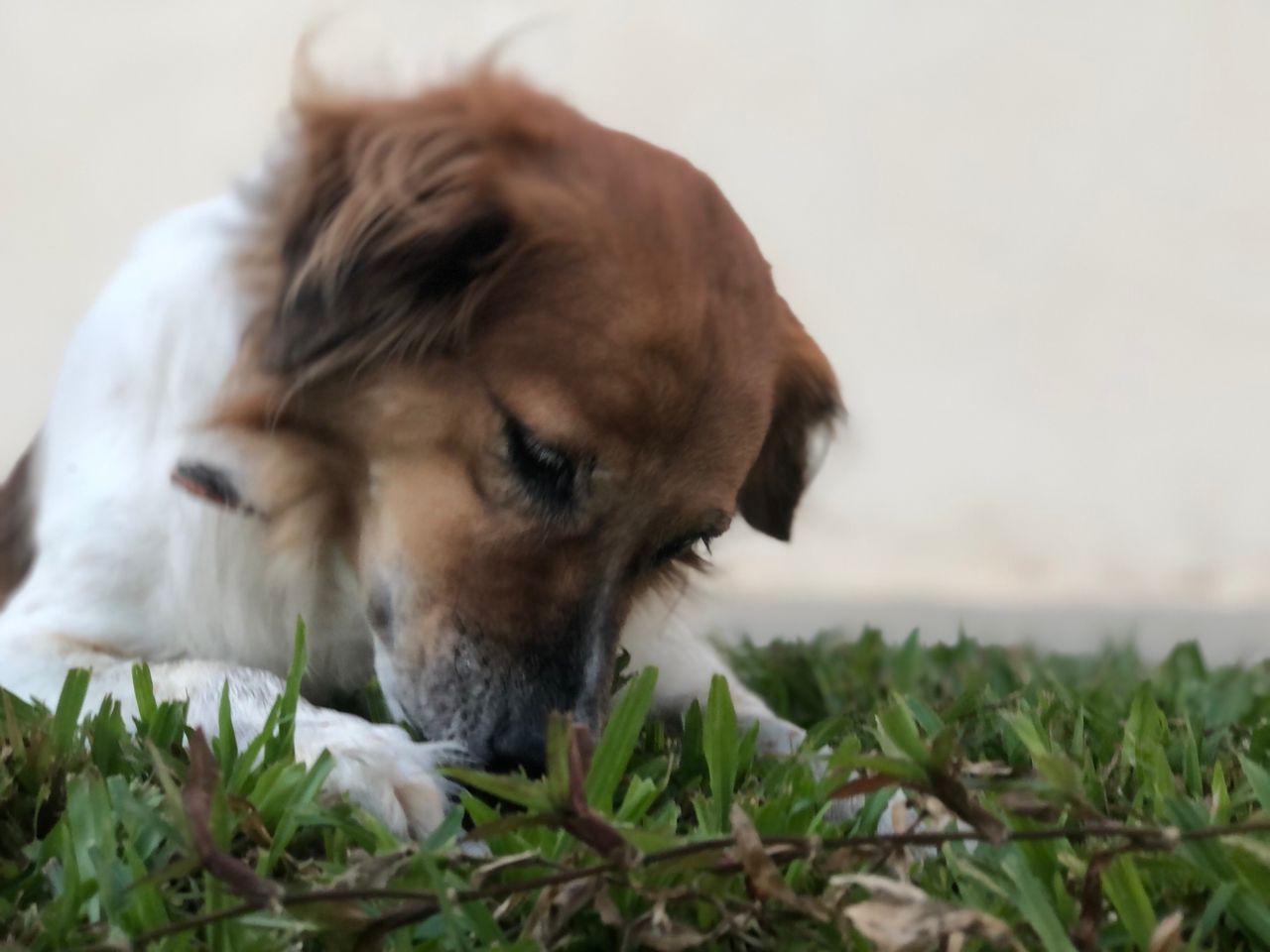 Golden Retriever sitting on grass with a happy expression