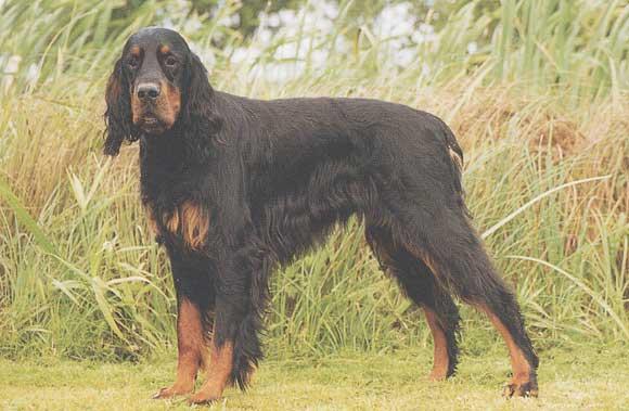 Gordon Setter