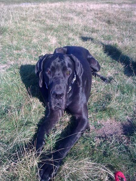 Great Dane