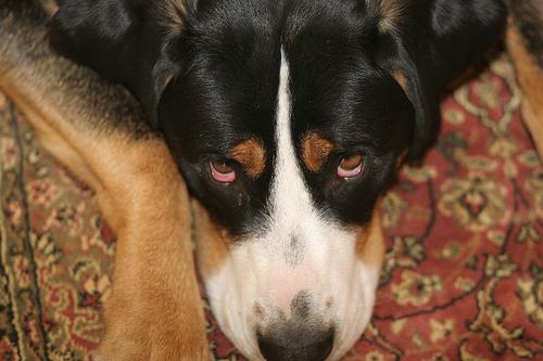 Greater Swiss Mountain Dog