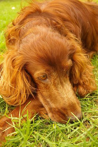 Irish Setter