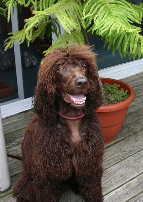 Irish Water Spaniel with curly liver-colored coat and rat tail