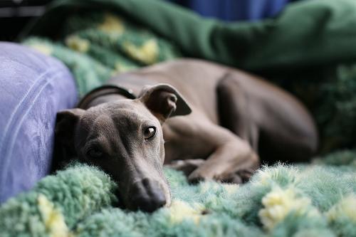 Sleek Italian Greyhound standing elegantly in a park