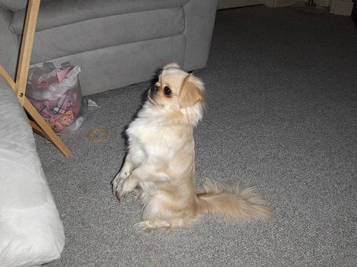 Japanese Chin with silky coat and flat face posing indoors