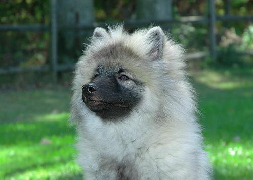 Keeshond with distinctive spectacles markings and plush coat