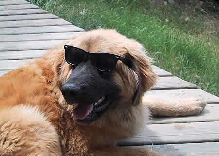 Leonberger