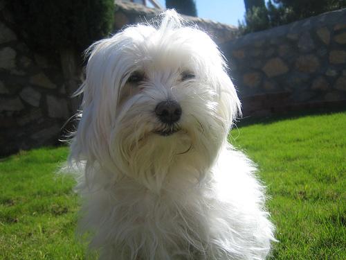 White Maltese with flowing coat on a pillow