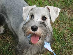 Miniature Schnauzer with classic beard and eyebrows
