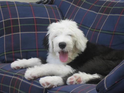 Old English Sheepdog