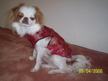 Papillon with distinctive butterfly-like ears sitting alertly