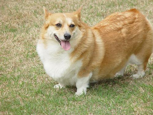 Pembroke Welsh Corgi smiling on a sunny day