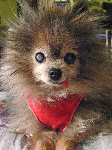 Fluffy Pomeranian smiling at the camera