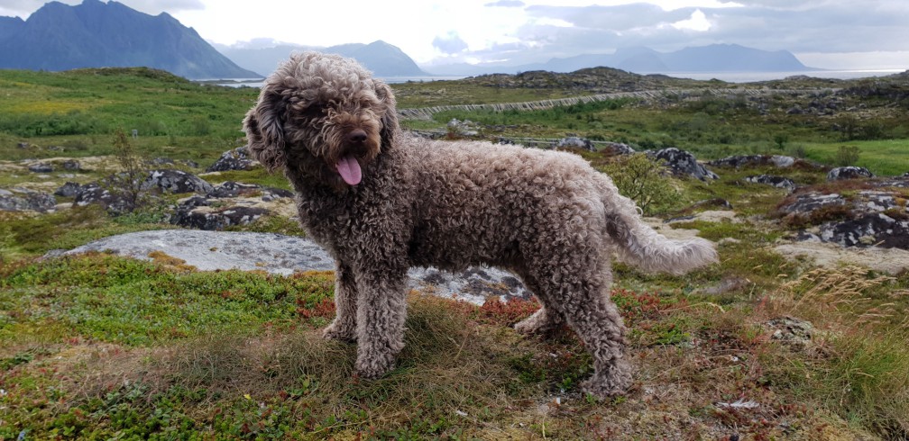 Portuguese Water Dog with curly coat standing near water