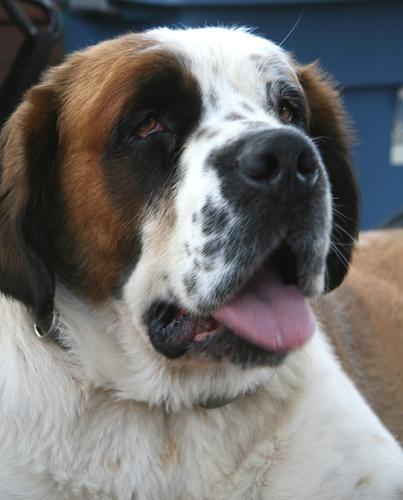 Saint Bernard