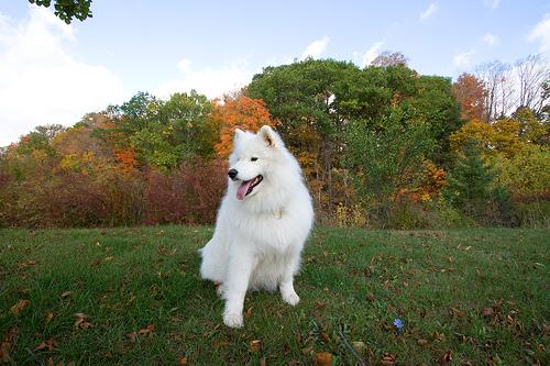 Fluffy white Samoyed with a characteristic smile outdoors