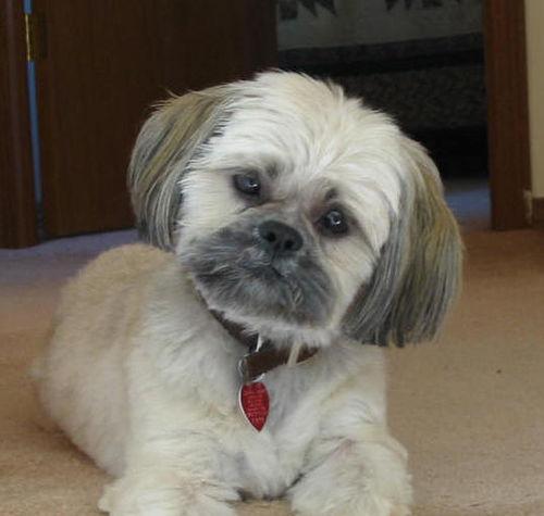 Shih Tzu with a top knot sitting on a couch