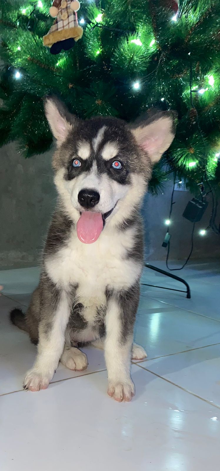 Siberian Husky