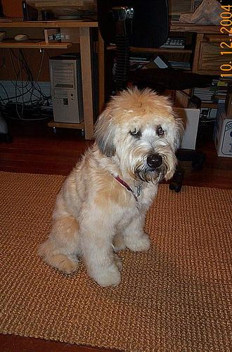 Soft Coated Wheaten Terrier with flowing wheat-colored coat