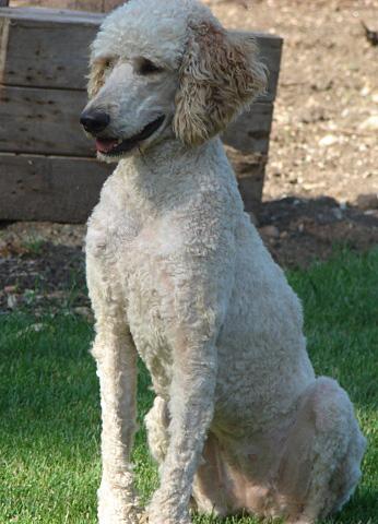 Standard Poodle with a continental clip in a park