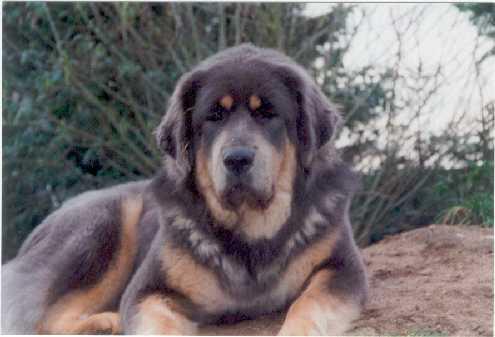 Tibetan Mastiff