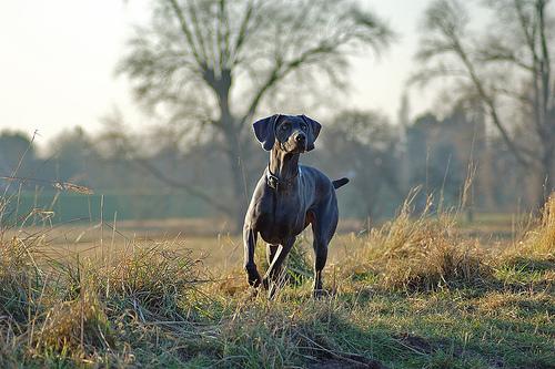 Vizsla pointing in golden light