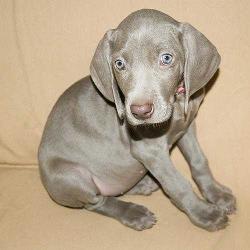 Weimaraner