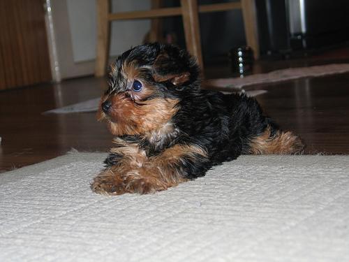 Yorkshire Terrier with silky coat standing on grass